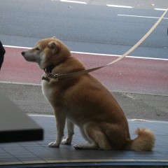 シドニーで見つけた日本代表・柴犬。